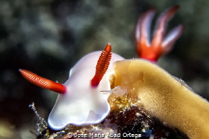 Hypselodoris bullockii nudibranch with eggs.
 by Jose Maria Abad Ortega 